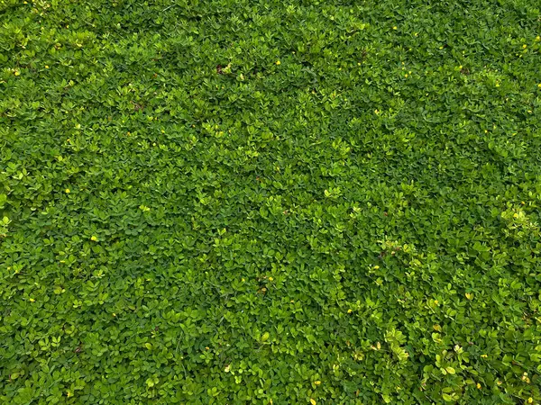 Arachis pintoi, yeşil yapraklar tam kaplama arka plan