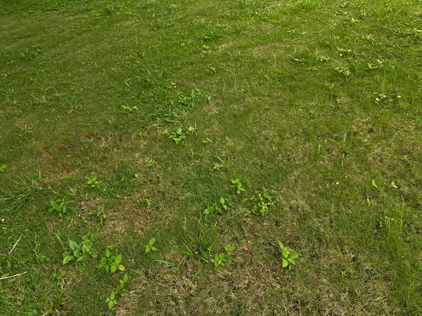 Yabani otlar, yeşil kahverengimsi çimenler, karışık yabani otlar, üst manzara.