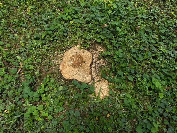 Ağaç kütükleri yeşil çimlerin etrafında, üst manzara