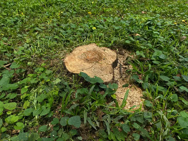 Yeşil çimlerin etrafında ağaç kütükleri