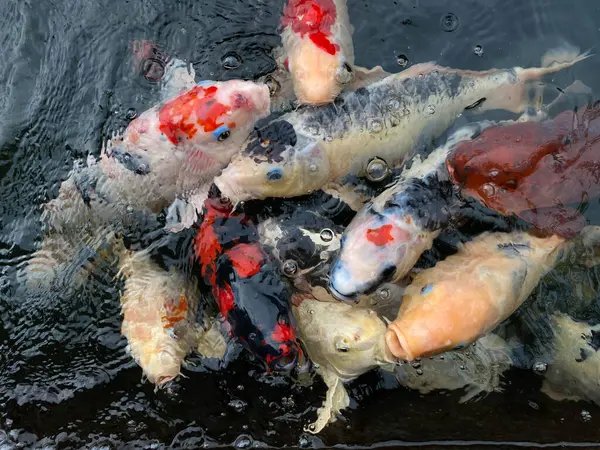 Gölde yüzen renkli koi balığı grubu, siyah arkaplan. Su yüzeye sıçrar