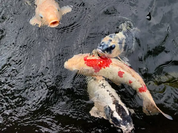 Gölde yüzen renkli koi balığı grubu, siyah arkaplan. Su yüzeye sıçrar