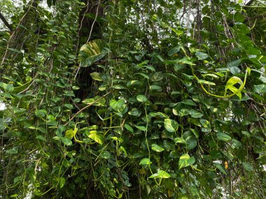 Epipremnum aureum ya da altın pothos üzümleri büyük ağaçta yetişir.