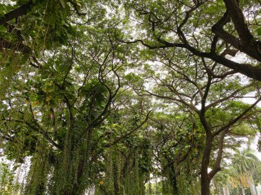 Sarmaşıklı gölgeli büyük ağaçlar. Altın tutamlar ve filodendron sarmaşıklı yağmur ağacı