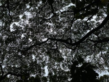 Yağmur ağacı yaprakları ve dalları, aşağıdan görünüyor. Koyu gölgeli ağaç mavi bulutlu arkaplan