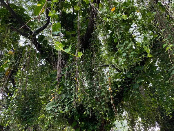 Sarmaşıklı gölgeli büyük ağaçlar. Altın tutamlar ve filodendron sarmaşıklı yağmur ağacı