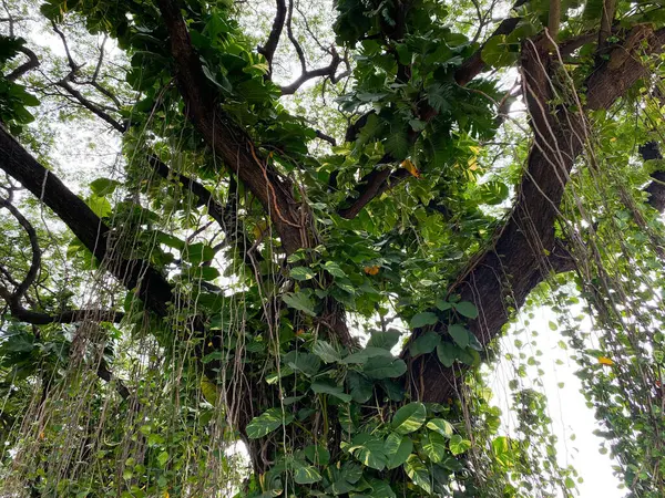 Sarmaşıklı gölgeli büyük ağaçlar. Altın tutamlar ve filodendron sarmaşıklı yağmur ağacı