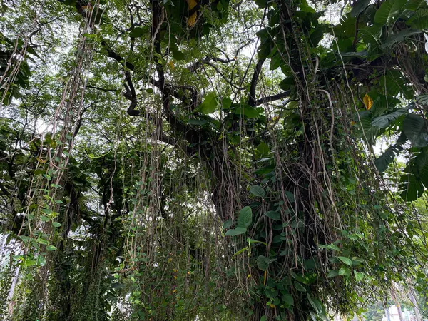 Sarmaşıklı gölgeli büyük ağaçlar. Altın tutamlar ve filodendron sarmaşıklı yağmur ağacı