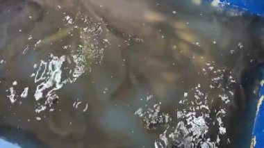 Mavi su borusundaki yayın balığı grubu satışta.