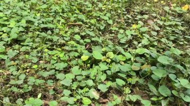 Siyah, beyaz, turuncu desenli kanatları olan bir kelebek yeşil vahşi bitkilerin üzerine tünemiş.