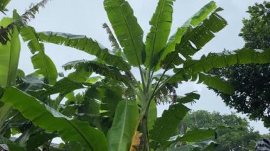 Gün ışığında yağmur ve muz ağacı