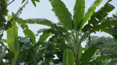 Gün ışığında yağmur ve muz ağacı