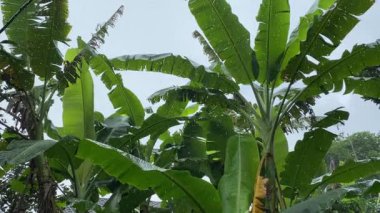 Gün ışığında yağmur ve muz ağacı