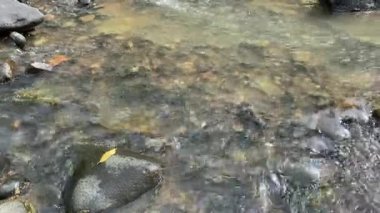 Ciujung Nehri, Batı Java, Endonezya 'daki kayalar arasında durgun su akışı