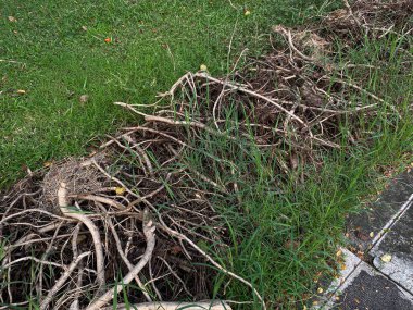 Yol kenarındaki yeşil çimlerin üzerinde ağaç dalları yığını