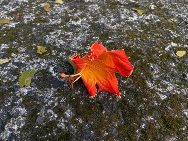 Beton doku arka planında bir parça Spatthodea campanulata, ya da Afrika lale ağacı. Turuncu sarı çiçek
