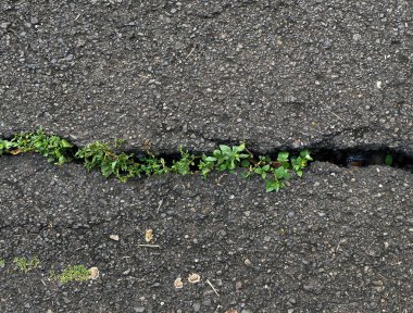 Beton caddedeki çatlak çizgi, yabani otlarla dolu Asystasia gangetica ya da coromandel ya da Çin menekşesi ya da sürünen yüksük otu, üst ya da düz yatıyordu