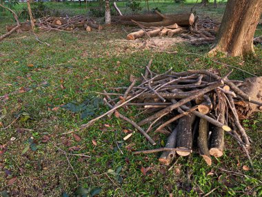 Yol kenarındaki yeşil çimlerin üzerinde ağaç dalları yığını