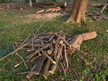 Yol kenarındaki yeşil çimlerin üzerinde ağaç dalları yığını