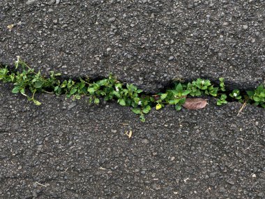 Beton caddedeki çatlak çizgi, yabani otlarla dolu Asystasia gangetica ya da coromandel ya da Çin menekşesi ya da sürünen yüksük otu, üst ya da düz yatıyordu