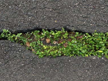 Beton caddedeki çatlak çizgi, yabani otlarla dolu Asystasia gangetica ya da coromandel ya da Çin menekşesi ya da sürünen yüksük otu, üst ya da düz yatıyordu