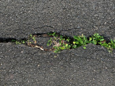 Beton caddedeki çatlak çizgi, yabani otlarla dolu Asystasia gangetica ya da coromandel ya da Çin menekşesi ya da sürünen yüksük otu, üst ya da düz yatıyordu