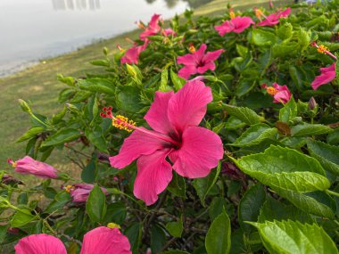 Bahçede pembe amber çiçeği açar.