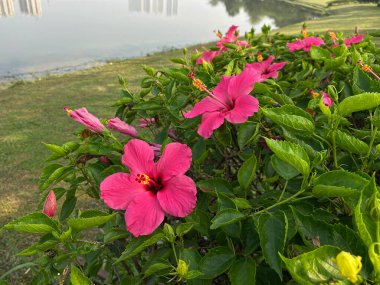 Bahçede pembe amber çiçeği açar.