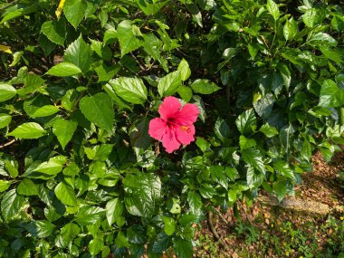 Bahçede çiçek açan pembe bir amber çiçeği