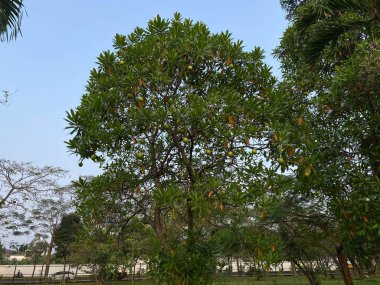 Cerbera manghas ağacı, deniz mango ağacı ya da bintaro olarak da bilinir. Ağaç dallarına bağlanmış meyveler