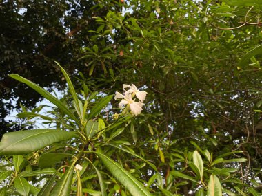 Cerbera manghas ağacı ya da mango ağacı çiçekleri, beyaz taç yaprakları