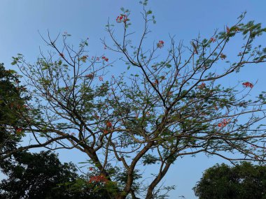Delonix regia ya da alev ağacı, açık mavi gökyüzü arkaplanı, aşağıdan görünüm