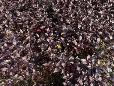 Grupta kan ve Iresine bitkisi, koyu kırmızı yapraklar, yukarıdan görüş.