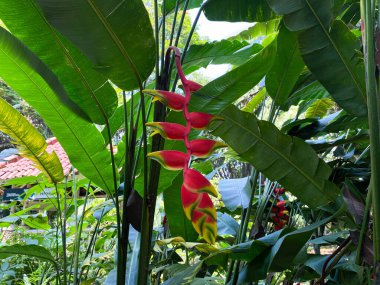 Heliconia Rostrata çiçeği ya da cennet kuşu ya da bahçede asılı ıstakoz pençesi.