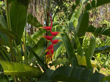 Heliconia Rostrata çiçeği ya da cennet kuşu ya da bahçede asılı ıstakoz pençesi.