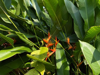 Heliconia Psittacorum 'un çiçeği ya da papağanın muz çiçeği, portakal rengi, bahçede çiçek açan