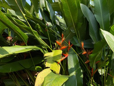 Heliconia Psittacorum 'un çiçeği ya da papağanın muz çiçeği, portakal rengi, bahçede çiçek açan