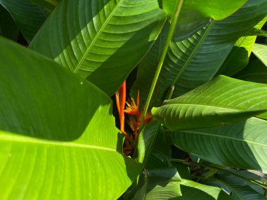 Heliconia Psittacorum 'un çiçeği ya da papağanın muz çiçeği, portakal rengi, bahçede çiçek açan