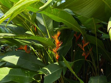 Heliconia Psittacorum 'un çiçeği ya da papağanın muz çiçeği, portakal rengi, bahçede çiçek açan