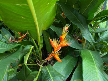 Heliconia Psittacorum 'un çiçeği ya da papağanın muz çiçeği, portakal rengi, bahçede çiçek açan