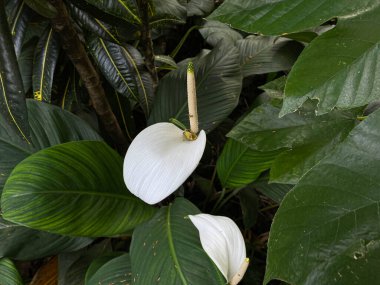 Spathiphyllum wallisii çiçeği ya da bahçede açan nilüfer çiçeği.