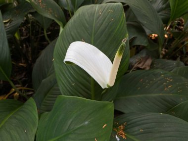 Spathiphyllum wallisii çiçeği ya da bahçede açan nilüfer çiçeği.
