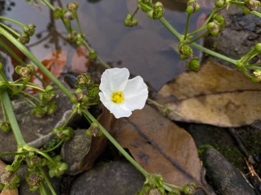Yay çiçeği latifolia ya da Broadleaf ok ucu, gölette çiçek açıyor.
