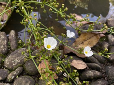 Yay çiçeği latifolia ya da Broadleaf ok ucu, gölette çiçek açıyor.