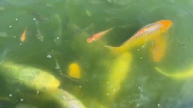 Yeşil su birikintisindeki balık grubu besleniyor.