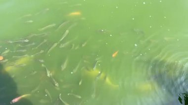 Yeşil su birikintisindeki balık grubu besleniyor.