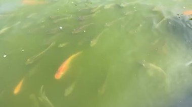 Yeşil su birikintisindeki balık grubu besleniyor.