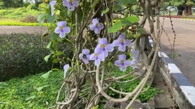 Thunbergia 'nın etrafında uçan büyük siyah bir arı, ya da mavi gökçiçeği, saat, gökçiçeği ya da bahçede bir gökkuşağı 