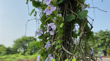 Thunbergia 'nın etrafında uçan büyük siyah bir arı, ya da mavi gökçiçeği, saat, gökçiçeği ya da bahçede bir gökkuşağı 
