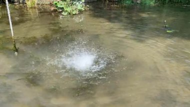 Havuzun ortasındaki tek bir hortumdan basit bir çeşme.